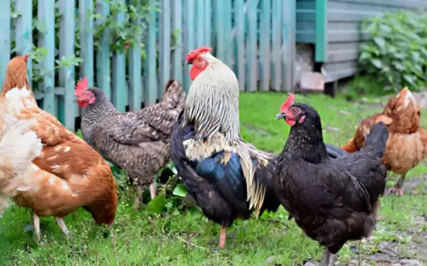 Two Brothers Arraigned For Stealing N45,000 Chicken In Ekiti