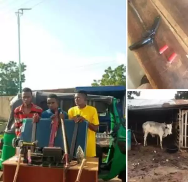 Police neutralise armed robber, arrest three others and recover four stolen cows in Gombe