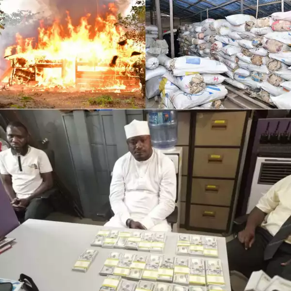 NDLEA storms Edo forests, razes 317 tons Cannabis warehouses and seizes $269,000 fake dollars