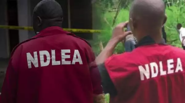 NDLEA Arrests Man For Supplying Drugs To Terrorists