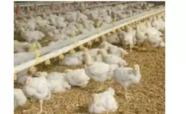 Mozambique Bans Importation Of Chicken