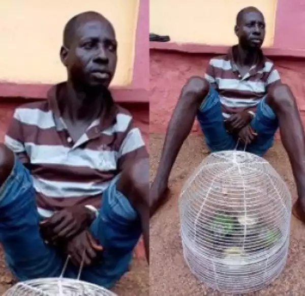 Man Stabs Brother To Death For Bringing Parrots Into Their Home In Ogun (Photos)
