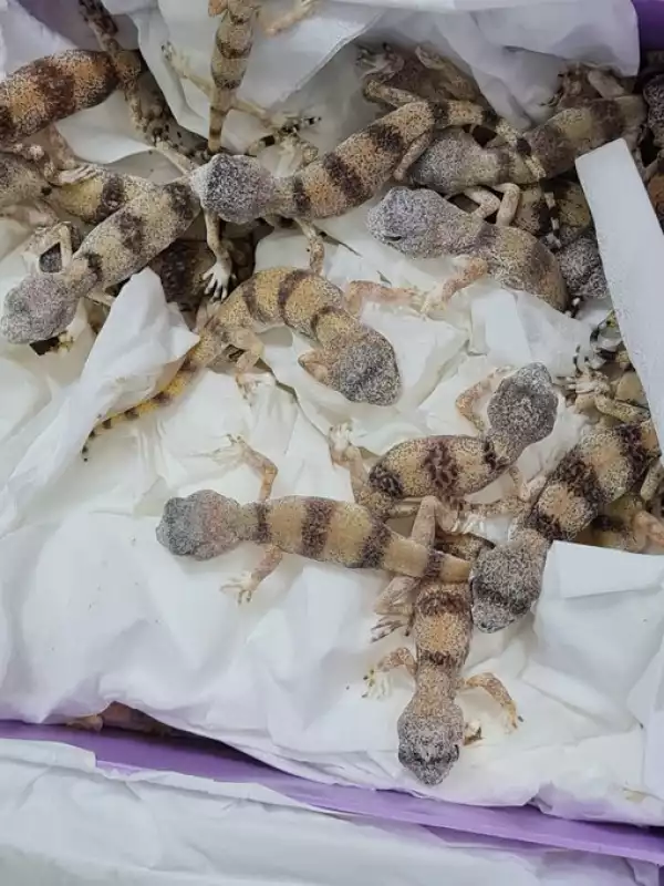Drama As 90 Reptiles Are Found Inside Luggage Seized At Airport