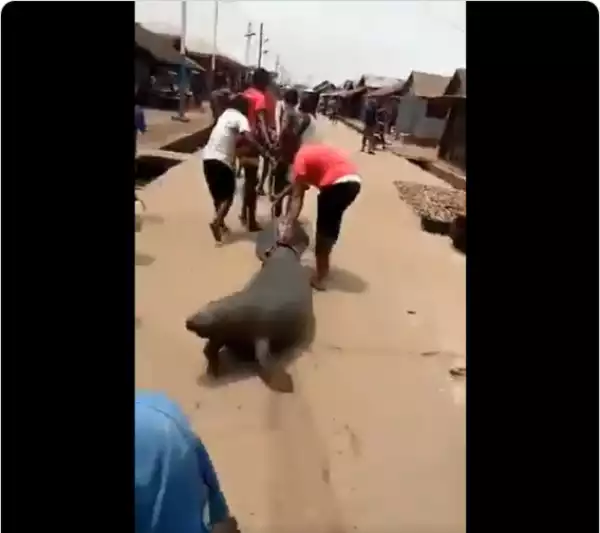 Men catch Sea lion alive in Delta State and drag it around the streets (Video)