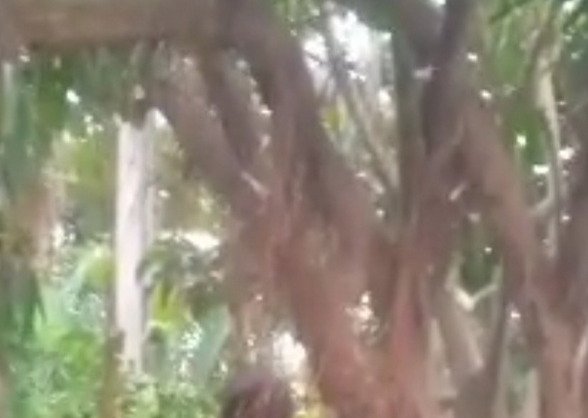 Man found hanging from tree along LASU-Isheri Road