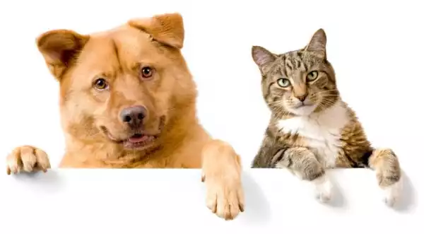 Dog or Cat – Which Pet Is Better To Have??