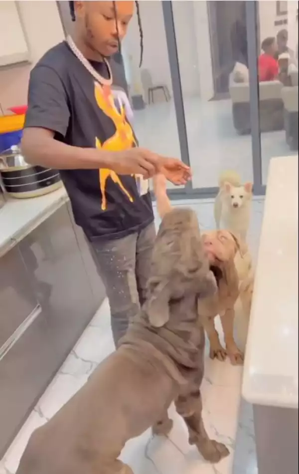 Dogs Dey Enjoy Pass Human – Fans React As Naira Marley Feeds His Dogs (Video)
