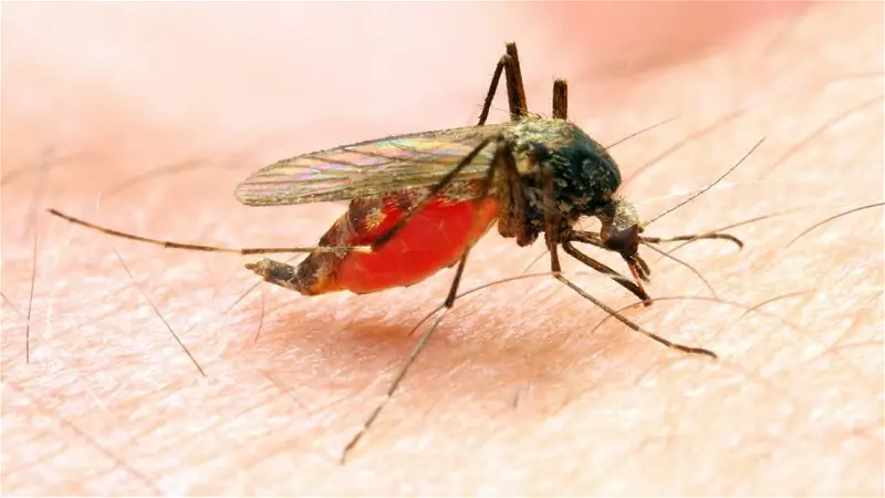 Reducing malaria our priority — Ondo govt
