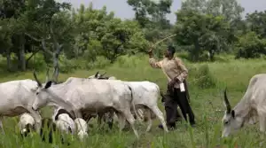 Benue Government Issues 14-day Quit Notice To Herders With Their Cattle Grazing Openly