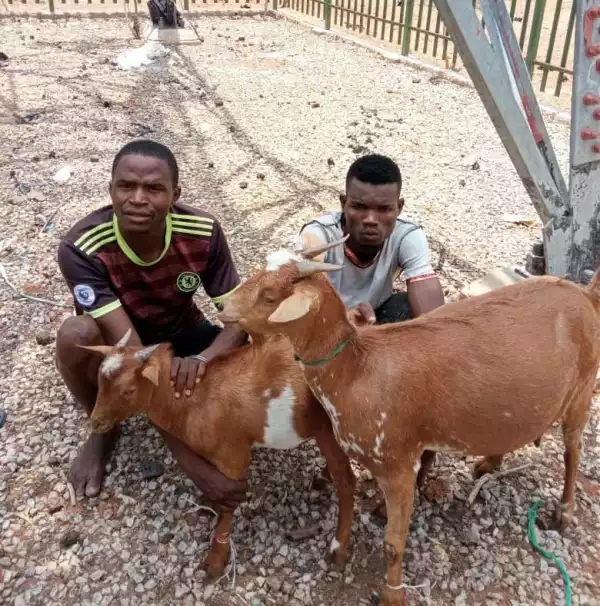 Two suspected Shila boys escape lynching for stealing goats in Adamawa