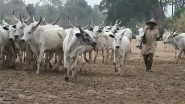 Northern Cattle Traders React To IPOB’s Ban On Cows
