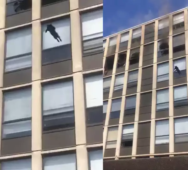 Cat leaps from 5th floor of burning building in Chicago and survives (video)