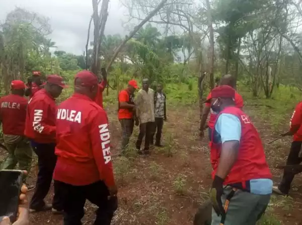 NDLEA Nabs 295 Drug Suspects In Rivers