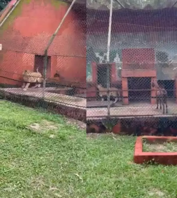 Trending Video of A Goat Threatening A Lion At Ogba Zoo In Edo State
