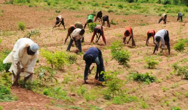 Farmers Forced Into Early Harvest Over Herders’, Cattle Invasion In Imo Community, Lament Destruction Of Crops Worth Over N20m
