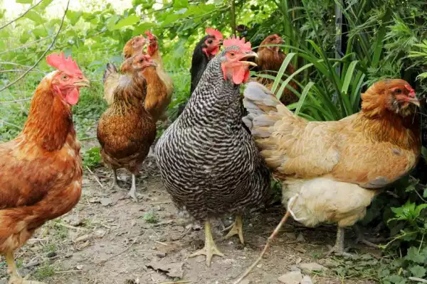 Two Friends Sentenced To 3 months Imprisonment Each For Stealing 11 Chickens