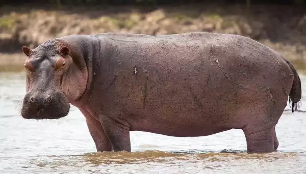 Pregnant Woman Drowns After Hippopotamus Attacked Boat In Makurdi