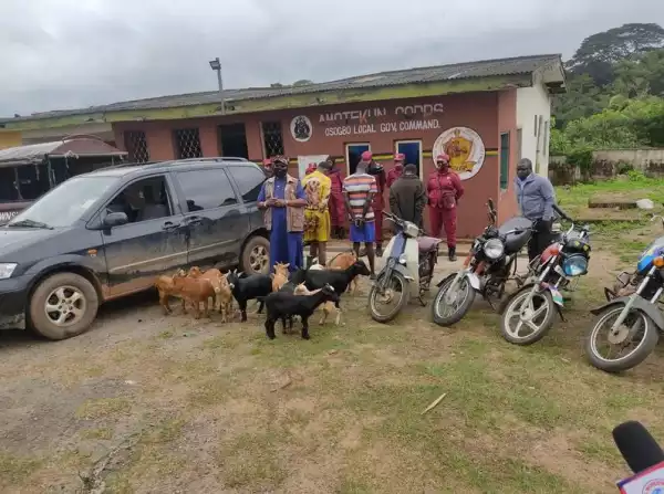 Amotekun Arrests Three Suspects For Stealing 18 Goats In Osun