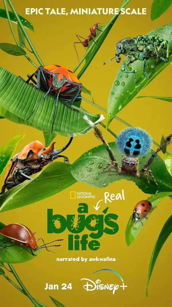 A Real Bugs Life (2024 TV series)