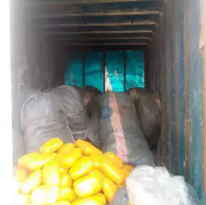 Truck Driver Arrested As Detectives Discover 1,040 Wraps Of Suspected Indian Hemp Being Offloaded From Boat