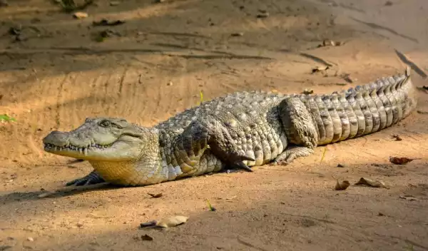 Shock As Crocodiles Tear 72-Year-Old Man Apart After He Fell Inside Their Cage