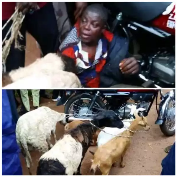 Suspected Goat Thief Disgraced After He Was Caught In Osun (Photo)