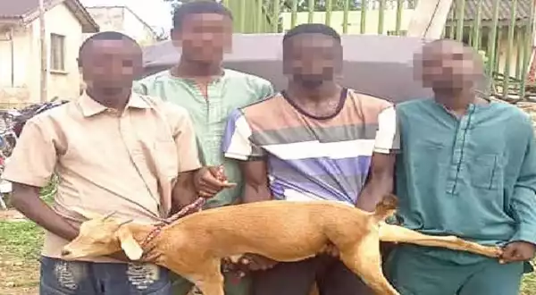 Police Arrest Four For Stealing Goat In Gombe