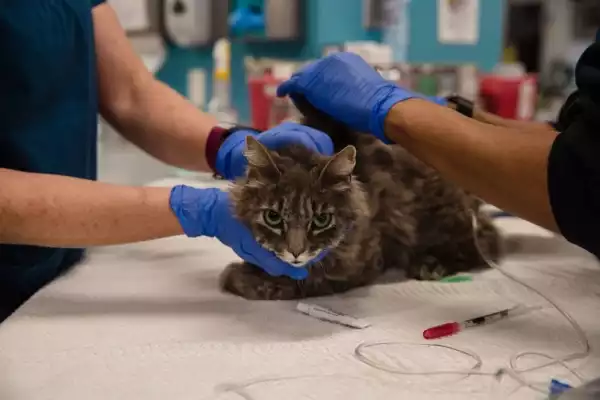 Two cats become the first pets in the US to test positive for Coronavirus