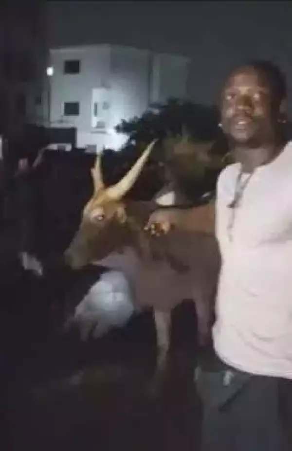 VeryDarkMan Gifts Tunde Ednut A Cow Ahead Of His Birthday (Video)