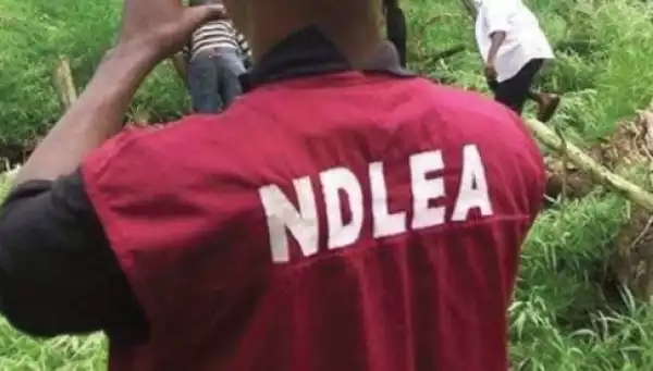 NDLEA Arrests 198 Suspects, Dismantles 21 Illicit Drug Joints In Kano