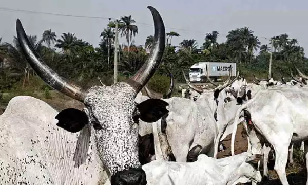 FG Releases N6.25 Billion For Cattle Ranches In Katsina