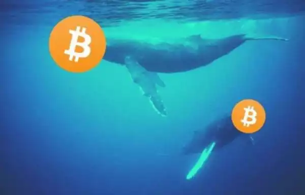 Bitcoin Whales Added 60K BTC in a Day: Starting Historically Profitable July