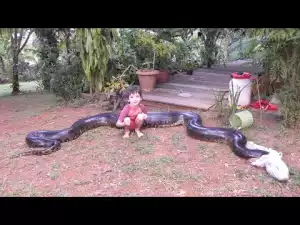 Download Video: Giant Anaconda Captured After Eating Dog