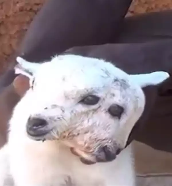 Goat gives birth to two-headed kid in Kenya