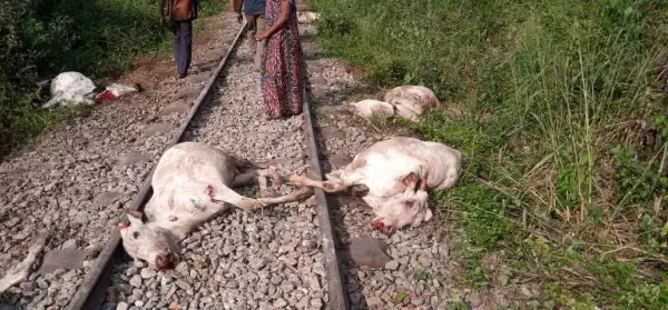 Train Derails, Kills 47 Cows In Osun (Graphic Photos)