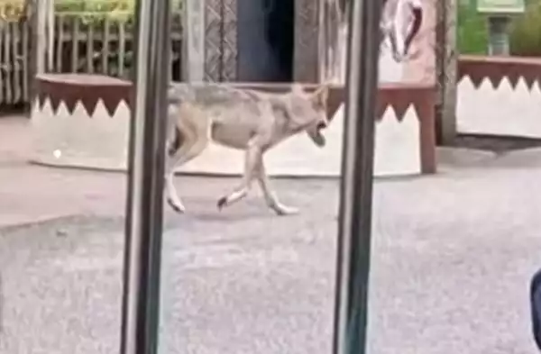 Horror As Wolf Escapes From Enclosure At Zoo And Roams Around Guest Area (Photos)