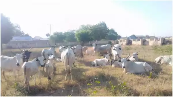 Katsina State Police Rescues 11 Kidnapped Victims, Several Cows, Sheep