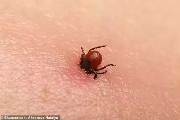 Deadly Virus From Tick Bites That Causes Flu-like Symptoms Found In Three Patients