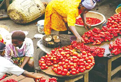 Tomato scarcity looms, as farmers lose N1.3bn, 300 hectares to ‘ebola’