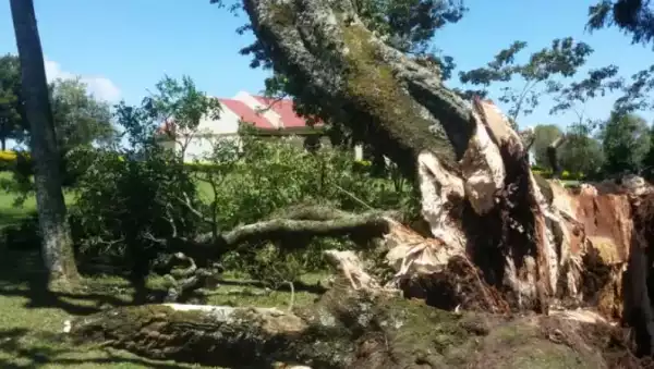 Panic As 300-Year-Old ‘Sacred’ Tree Falls In Kenyan Community