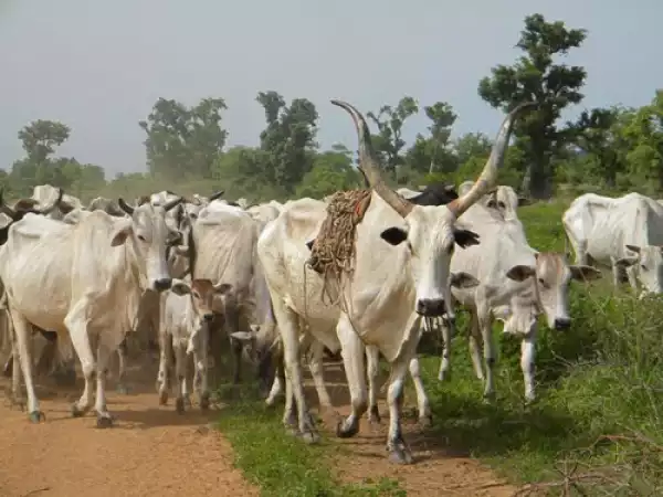 Anthrax: FCT lists one million cattle for vaccination