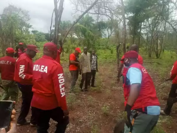 Kaduna: How NDLEA Confiscated 13.6 Tonnes Of Illicit Substances, Arrested 1,005 Suspects In 2023