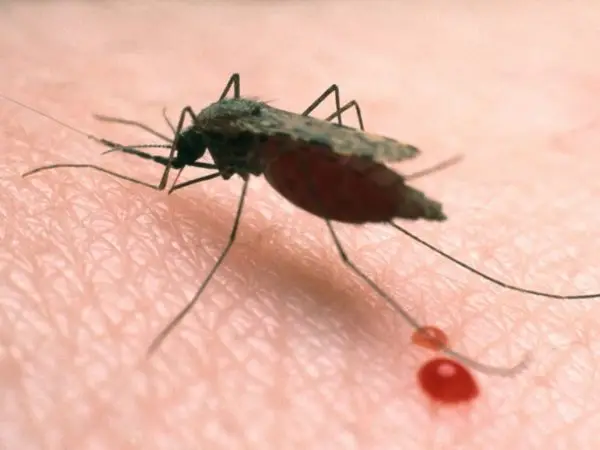 World Malaria Day: Tackling  prevalence of malaria in Nigeria