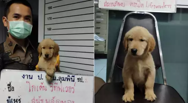 Police Post Mugshot Of A Puppy 