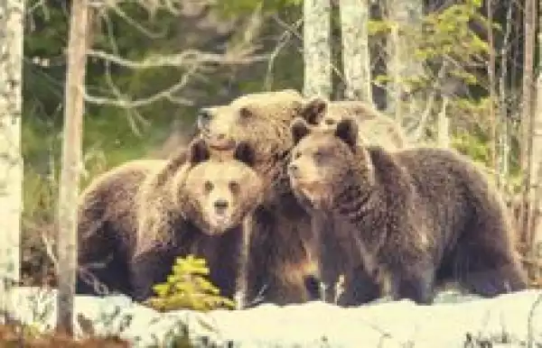 Crypto Markets Dump $200 Billion in Bear-Driven Bloodbath