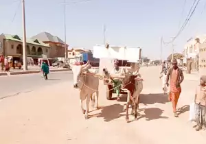 Katsina Residents Turn To Ox-Driven Carts, Donkeys, Bicycles To Cut Transportation Cost