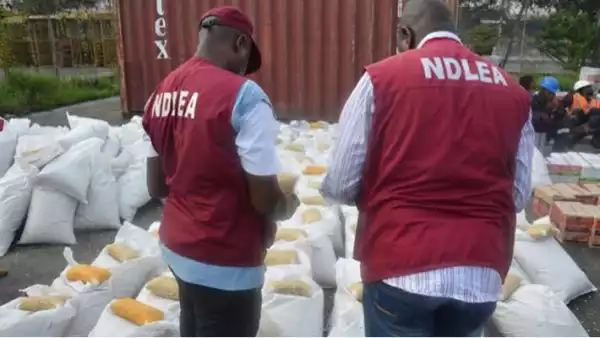 NDLEA Arrests 1,016 Suspects In Kano, Seizes 9 Tons Of Illicit Drugs