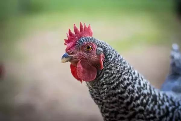 WICKED!! 26-Year-Old Man Kills His Own Father For Giving Him Chicken Head To Eat