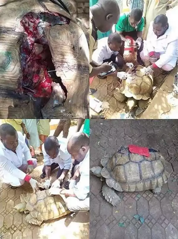 75-Year-Old Tortoise Undergoes Successful Surgery In Sokoto