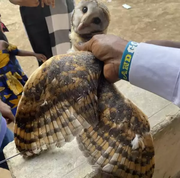 Owlet Escapes Being Killed After It Strayed Into A Lagos Church